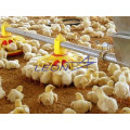 Automatische Geflügelfarmausrüstung für Huhn mit CE